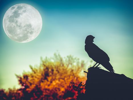 Beautiful night sky with full moon, tree and silhouette of crow on stone that can be used for halloween.The moon were not furnished by NASA.