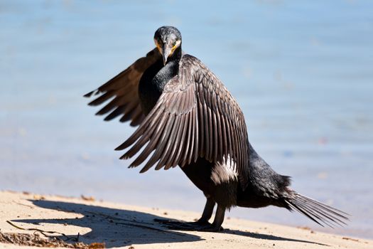 Great Cormorant standing on dry land and air drying its wings after a morning of fishing for breakfast.  He has spotted me and turning his head, the most vivid emerald green eyes stand out against his mostly brown black body.
