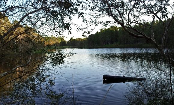 Lake with trees