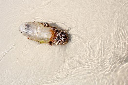 Sea shells with plastic bottle on the beach Thailand