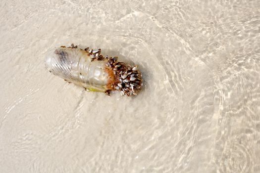 Sea shells with plastic bottle on the beach