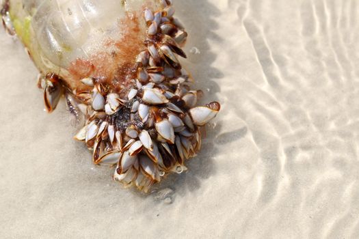 Sea shells with plastic bottle