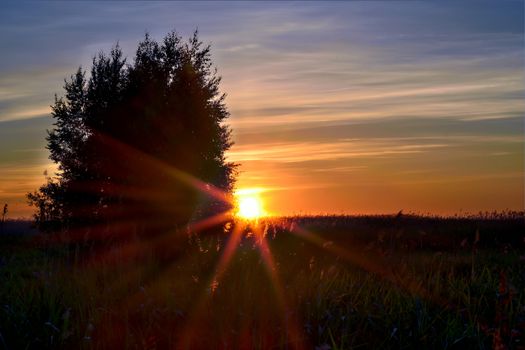 Sunset with sunbeams. Forest field and tree.