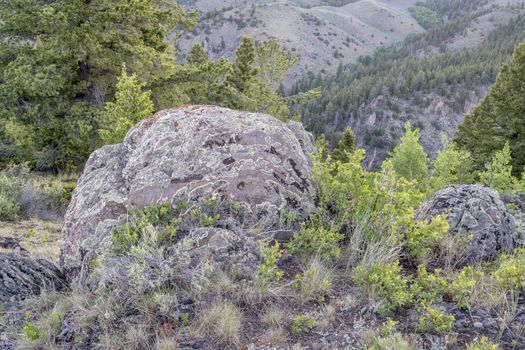 rock with lichen and wildflowers overlooking Northgate Canyon of North Platte RIver, North park, Colorado