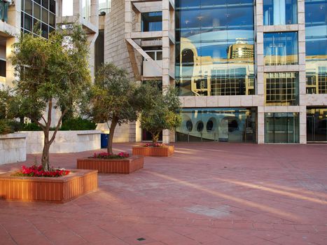 Decorative Olive trees in big pots as urban city square decoration