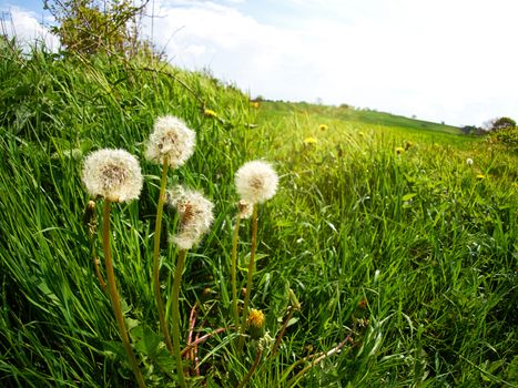 Dandelion seeds in a green field symbol of freedom to wish