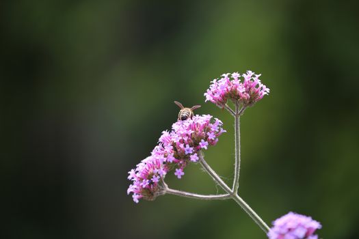 Cute Honey Bee collecting Pollen from Pink Flowers
