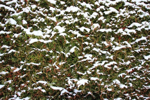 Snowy green bush background in cold winter