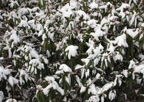 Snowy green bush background in cold winter