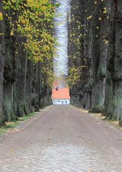 Old Alley with autumn trees and brick road. In background white houses with red brick tiles.