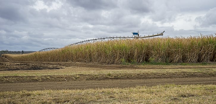 Australian sugarcane plantation ready for farmers to harvest to produce sugar and biofuel