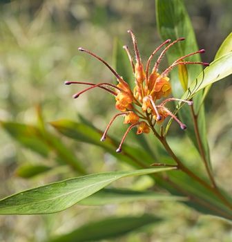 Australian native wild flower Grevillea  cultivar, venusta cross glossidenia, Orange marmalade hybrid