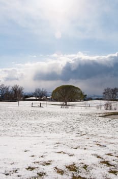 A snow covered park with a large dome shaped tree in the center