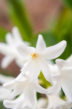 Macro Shot of small white flowers