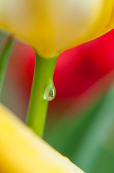 A small dew drop runs down the stem of a young flower