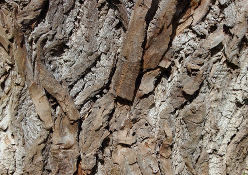 Closeup on Wood Bark Texture Background of Old Willow Tree