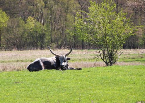 Male Longhorn Hungarian Grey Ox in Summer Green Grass Field
