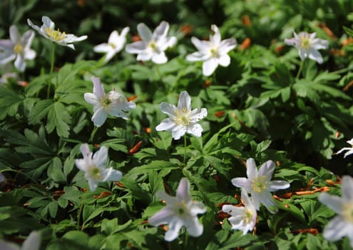 Closeup on Fresh Green and White Windflower Background in Forest Bed