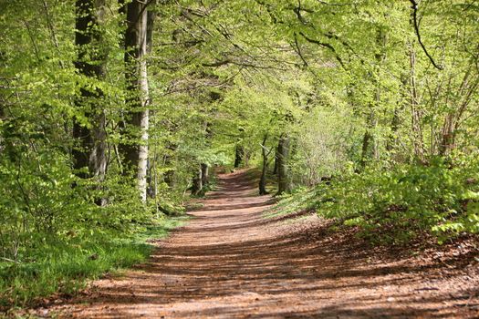 Scenic Small Forest Dirt Path in Spring  with fresh green Trees