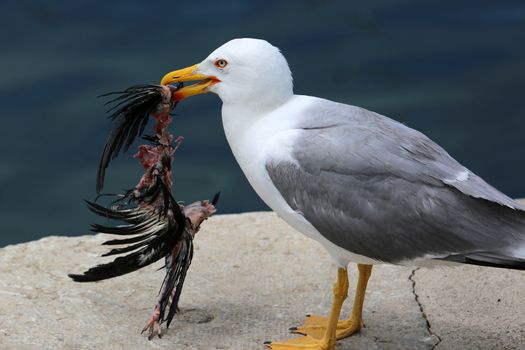 Closeup of a Seagull Holding a Dead Bird in its Beak