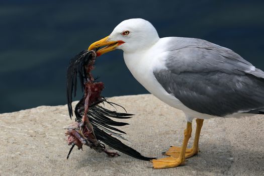 Closeup of a Seagull Holding a Dead Raven in its Beak