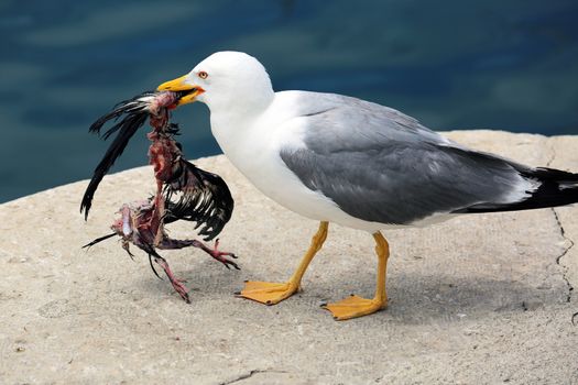 Closeup of a Seagull Holding a Dead Bird in its Beak