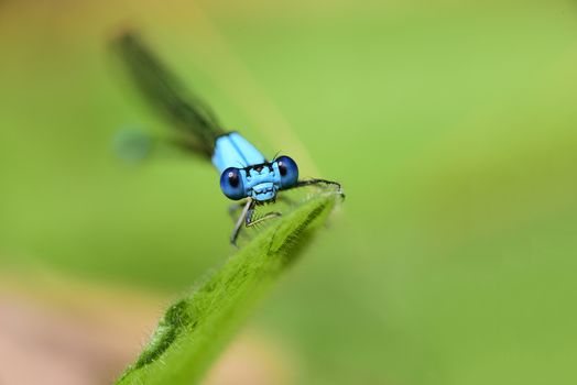 A damselfly perching on a blade of grass