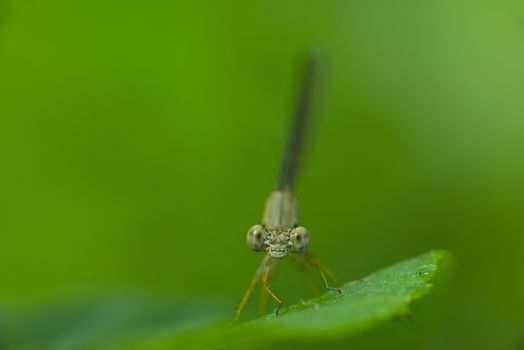 A damselfly perching on a blade of grass