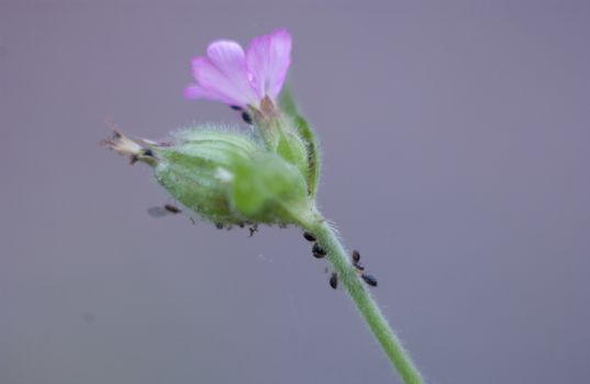 purple Flower craweld by ants