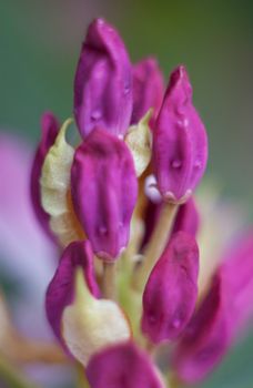 purple rain flower
