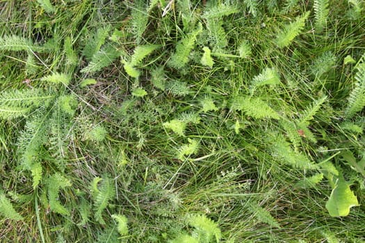 Grass