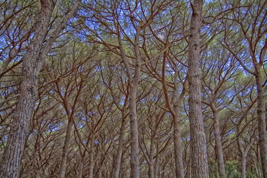 large pine forest with a blue sky