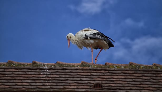 Stork walking on a roof d'Alsace