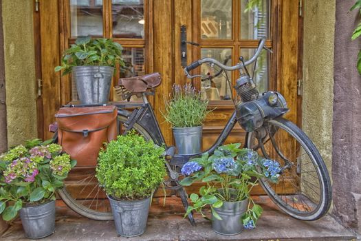 Solex exhibition in front of a window and flowers