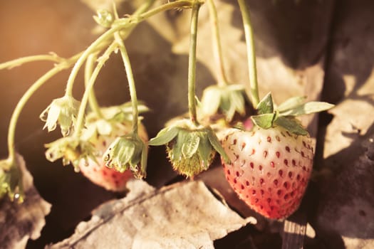 Closeup of red strawberries with planting strawberry background with sunrise