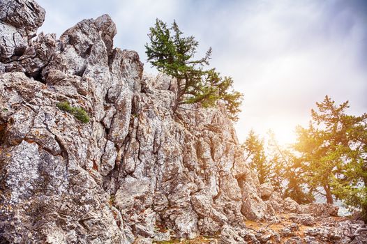 pines on the stone cliff photo. Rhodes. Greece