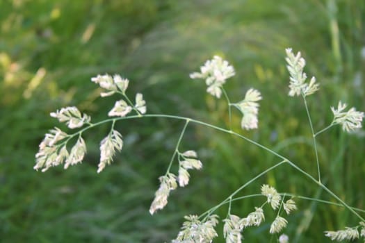 grass closeup