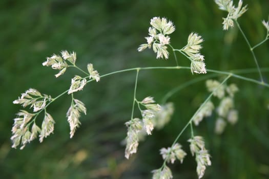 grass closeup