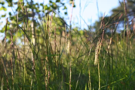 grass closeup