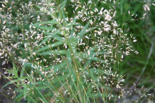 grass closeup