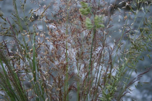 grass closeup