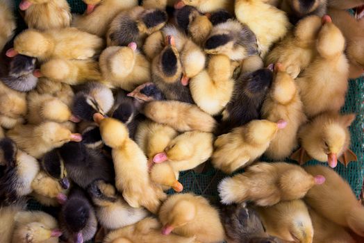 Ducklings at a market in Cao Lanh, the capital of Dong Thap Province in Vietnam.