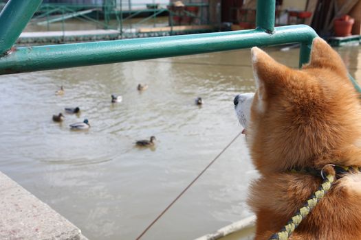 Akita Inu interestingly watching ducks in the river