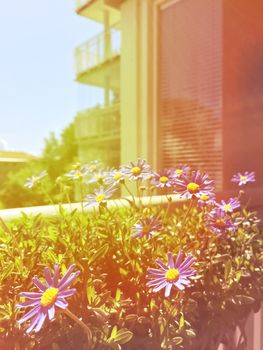 Balcony with blooming daisies. Retro style photo with light leaks.