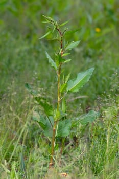Knotweed (Persicaria amphibia) from the water weeds.