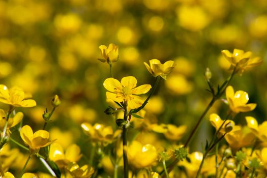 Meadow Buttercup (Ranunculus acris) flower meadows in wetlands.