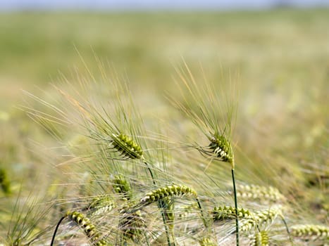 Winter barley yellow field before full maturation.