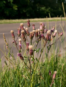 A mezei aszat (Cirsium arvense) az árokpartok gyomnövénye.