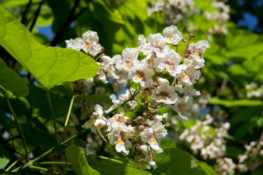 The cigar tree (Catalpa bignonioides) in the parks tree.