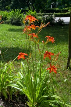 The daylily (Hemerocallis aurantiaca) summer flower gardens.